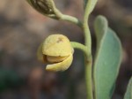 Annona stenophylla subsp. nana