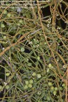 Cassytha pondoensis var. pondoensis