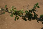 Boscia foetida subsp. rehmanniana