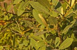 Boscia mossambicensis