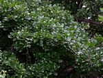 Maerua triphylla subsp. pubescens