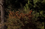 Pyracantha angustifolia