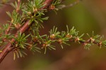 Cliffortia linearifolia