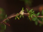 Cliffortia serpyllifolia