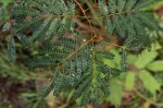 Albizia adianthifolia var. adianthifolia