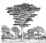 Albizia adianthifolia var. adianthifolia