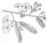 Albizia amara subsp. sericocephala