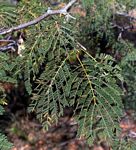 Albizia brevifolia
