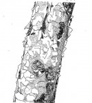 Albizia tanganyicensis