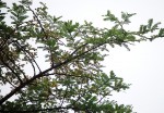 Acacia abyssinica