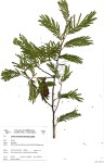 Acacia adenocalyx