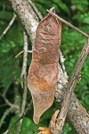 Acacia eriocarpa