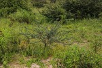 Acacia mellifera subsp. detinens