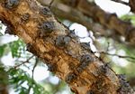 Acacia polyacantha subsp. campylacantha