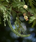 Acacia robusta subsp. clavigera