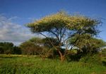 Acacia tortilis subsp. heteracantha