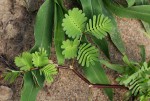 Neptunia oleracea