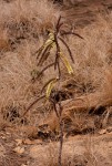 Elephantorrhiza goetzei subsp. goetzei