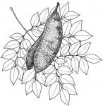 Erythrophleum suaveolens