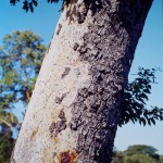 Guibourtia coleosperma
