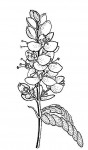 Cryptosepalum maraviense