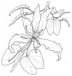 Bauhinia petersiana