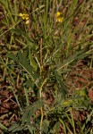 Senna italica subsp. arachoides