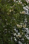 Baphia massaiensis subsp. obovata var. obovata