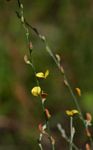 Crotalaria filicaulis var. filicaulis