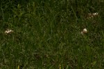 Crotalaria flavicarinata