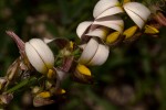 Crotalaria flavicarinata