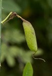 Crotalaria laburnifolia subsp. laburnifolia
