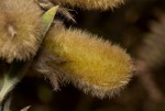 Crotalaria lachnocarpoides