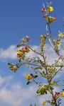 Crotalaria natalitia var. rutshuruensis
