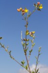 Crotalaria natalitia var. rutshuruensis