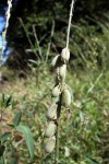Crotalaria senegalensis