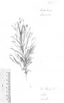 Crotalaria shirensis