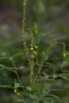 Crotalaria sphaerocarpa subsp. sphaerocarpa