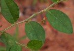 Indigofera nummulariifolia