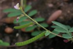 Tephrosia uniflora subsp. uniflora