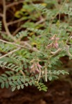 Tephrosia villosa subsp. ehrenbergiana var. daviesii