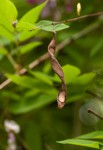 Millettia usaramensis subsp. australis