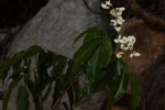 Craibia brevicaudata subsp. baptistarum