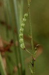 Pleurolobus gangeticus