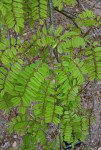 Dalbergia arbutifolia subsp. arbutifolia