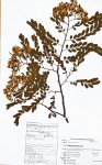 Dalbergia fischeri