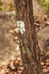 Dalbergia nitidula