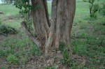 Pterocarpus lucens subsp. antunesii