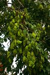 Pterocarpus rotundifolius subsp. polyanthus