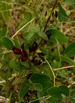 Mucuna coriacea subsp. irritans